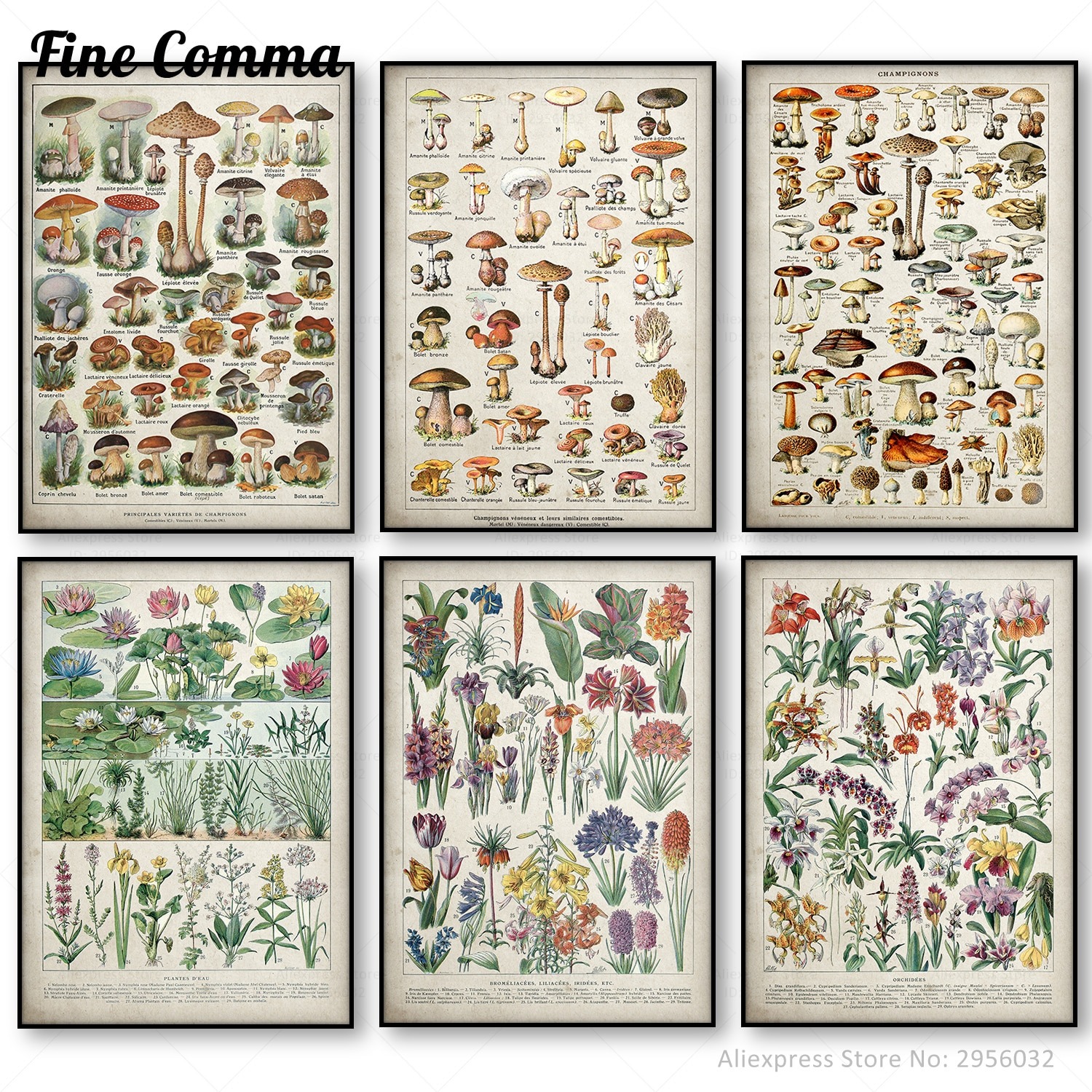 Botanical Educational Poster Mushrooms Champignons Identification Reference Chart Diagram Illustration Wall Art Canvas Painting