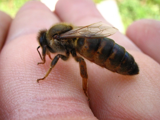 Kafkas Ana Arı - Arıcılık Malzemeleri