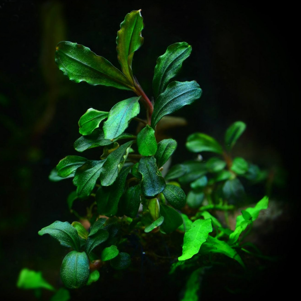 Bucephalandra brownie jade 10x10 cm