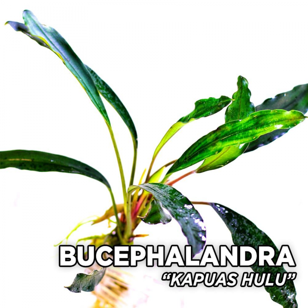 Bucephalandra kapuas hulu 10x10 cm