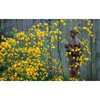 Kanarya Gülü Sarı Çiçekli Kerria Japonica 80-100 Cm