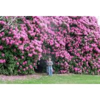 Orman Gülü İthal Rhododendron