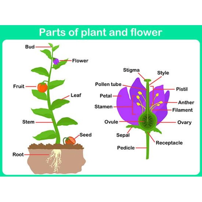 Parts Of Plant And Flower