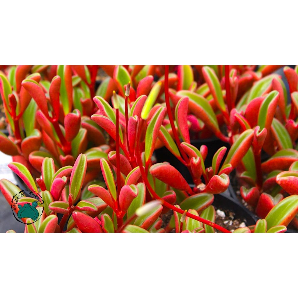 Peperomia Graveolens Ruby Glow Succulent - Özel Tür Sukulent