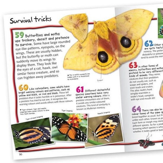 100 Facts : Butterflies and Moths