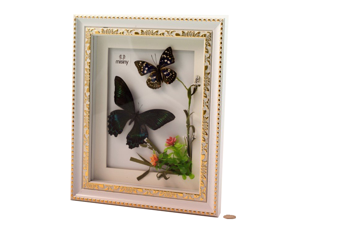 Misiny-Gerçek Kelebek Koleksiyonu-003